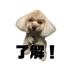 [LINEスタンプ] アイドル犬・エソラくん （お返事Ver.）