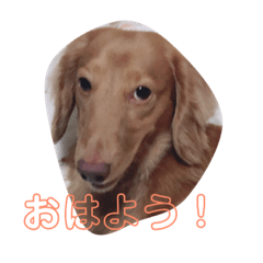 [LINEスタンプ] リキ日常