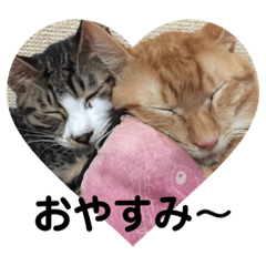 [LINEスタンプ] 猫屋敷の猫達