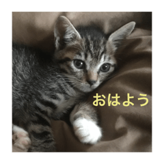 [LINEスタンプ] 白玉ときんつば 