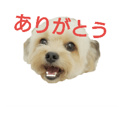 [LINEスタンプ] MOCOの気持ち 