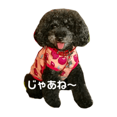 [LINEスタンプ] りんてんちゅらまりも 