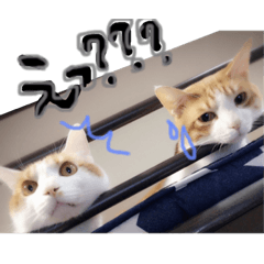 [LINEスタンプ] 愛猫らぶりー 