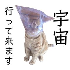 [LINEスタンプ] ねこパラダイス 