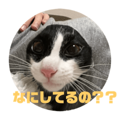 [LINEスタンプ] こてつくんだよ