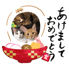 [LINEスタンプ] うちの3にゃんず その1 