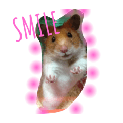 [LINEスタンプ] 愛されハムちゃん 
