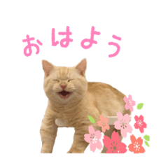 [LINEスタンプ] 猫写真＊エル＆ゼロ＊ 