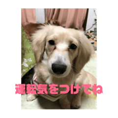 [LINEスタンプ] ダックスピープル