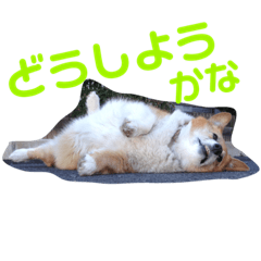 [LINEスタンプ] ぽっちゃりコーギーはなさんの日常。6