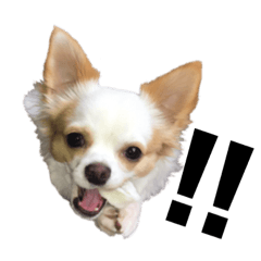 [LINEスタンプ] こっちゃん 零 