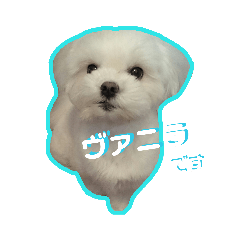 [LINEスタンプ] マルシーズーのヴァニラ