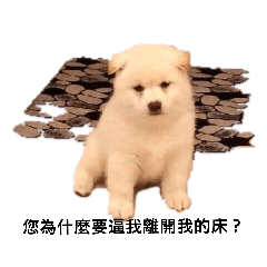 [LINEスタンプ] 柴犬（しばけん） SANDY 