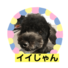 [LINEスタンプ] 甲州弁のクマトラ