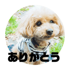 [LINEスタンプ] うちのマイトくん 
