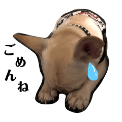 [LINEスタンプ] フレンチブルドッグのどんくん