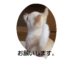 [LINEスタンプ] 可愛い～ 犬 マリンブルー