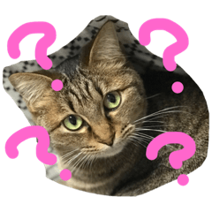 [LINEスタンプ] 黒猫ぶぶちん＆キジトラとらちん