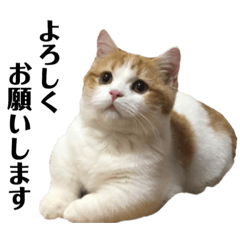 [LINEスタンプ] 猫のマシュー