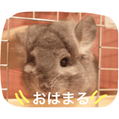 [LINEスタンプ] アンゴラチンチラちびまる 
