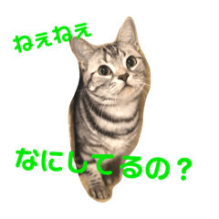 [LINEスタンプ] アメショのアッシュくんの日常 