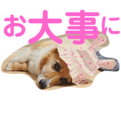 [LINEスタンプ] ぽっちゃりコーギーはなさんの日常。9 