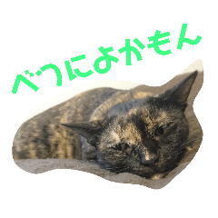 [LINEスタンプ] 博多おさんぽねこ！ 