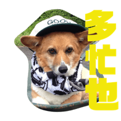[LINEスタンプ] ぽっちゃりコーギーはなさんの日常。7