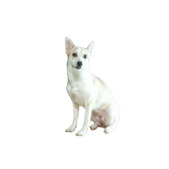 [LINEスタンプ] 名犬サブレの画像（メイン）