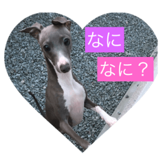 [LINEスタンプ] わんこの日常編 