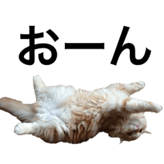 [LINEスタンプ] 目つきわるいよスコッチくん 