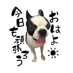[LINEスタンプ] ボストンテリアのCOCO 