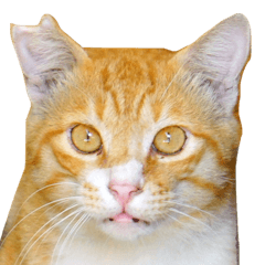 [LINEスタンプ] ちいきねこ3