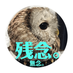 [LINEスタンプ] 家のふくろうず。 