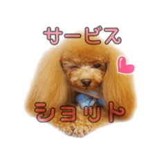 [LINEスタンプ] わがままトイプードル もなか 