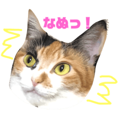 [LINEスタンプ] 三毛猫むぎ子 