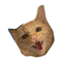 [LINEスタンプ] ねことひととねこ 