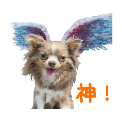 [LINEスタンプ] 犬スタンプ★チワワ☆Rotty☆Kerry☆Hanabi