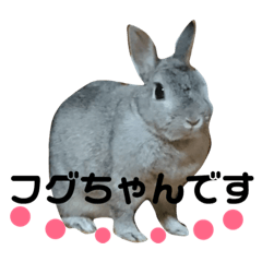 [LINEスタンプ] うさぎのフグちゃん