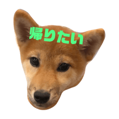 [LINEスタンプ] 我が家のアイドル柴犬あずきちゃん 