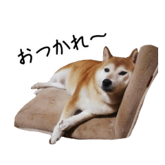 [LINEスタンプ] バンですけど。