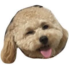 [LINEスタンプ] くうちゃんもうすぐお姉ちゃんなる 