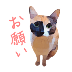 [LINEスタンプ] キャワねこちゃんズ！ 