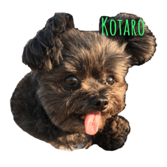 [LINEスタンプ] こたろです