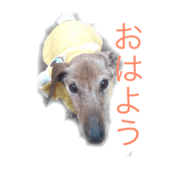 [LINEスタンプ] それ行け、スキッパー（達） 