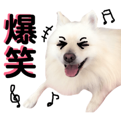 [LINEスタンプ] ポメラニアンの蘭丸くんpart4