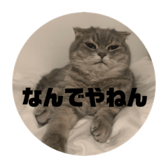 [LINEスタンプ] スコティッシュ いびざ 