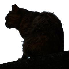 [LINEスタンプ] ちいきねこ4