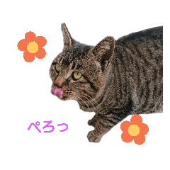 [LINEスタンプ] ねこースタンプ7 fetchpriority=high