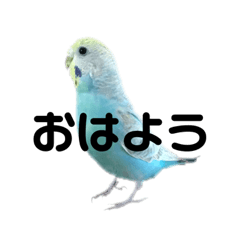 [LINEスタンプ] おはよう ピーちゃん